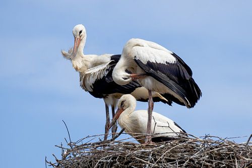 Stork family in the nest