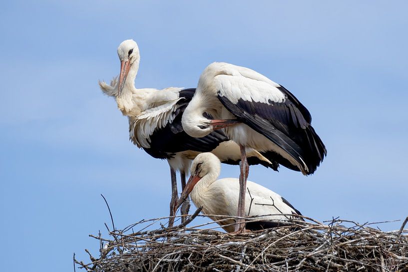 Ooievaarsfamilie in het nest van Teresa Bauer