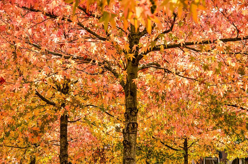 Amberbomen in de herfst van Frans Blok