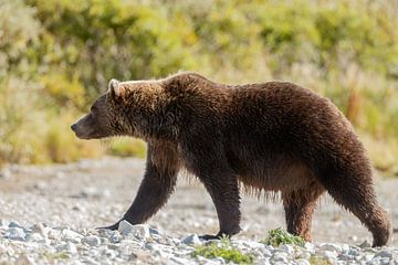 Grizzly bear by Menno Schaefer