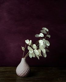 Judaspenning stilleven, aubergine van Joske Kempink