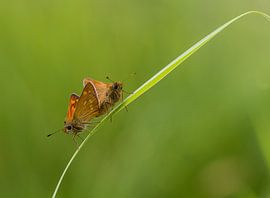 butterflylove van Ron A.B.