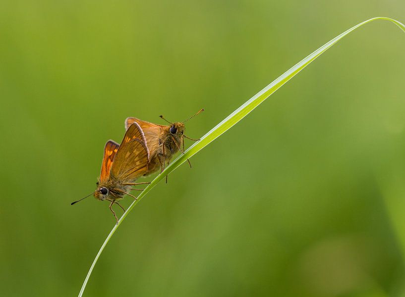 butterflylove by Ron A.B.