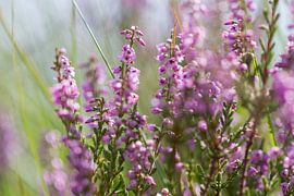 Heath session by QEIMOY