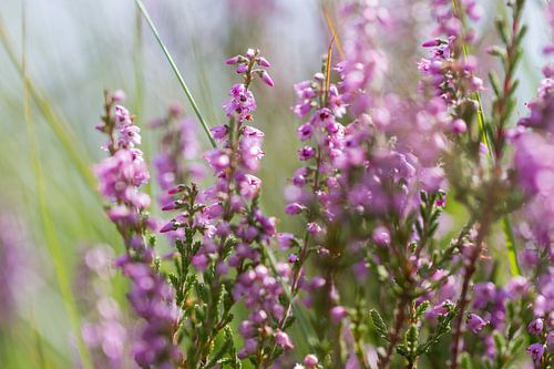 Session de Heath sur QEIMOY