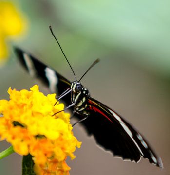 Butterfly van Hans van Gurp