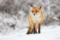 Fuchs im Schnee