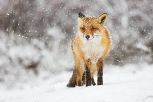 renard dans la neige sur Pim Leijen
