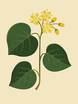 Lime blossom - a botanical and minimalist illustration by Eduard Broekhuijsen