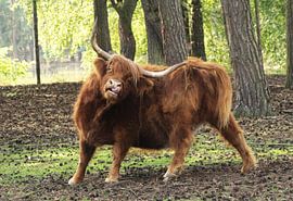 Pure nature by Timo Boomsma