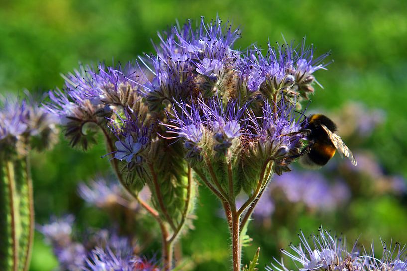 Nah 5 van Edgar Schermaul