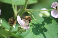 Biene auf Brombeere von Shirley Douwstra Miniaturansicht