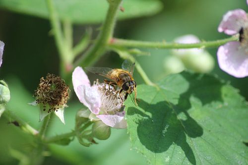 Bee on blackberry