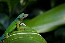 Beautiful portrait of a small Anolis lizard on a green leaf.