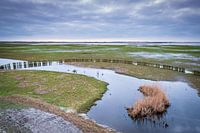 The floodplains of the Lauwersmeer near Suyderoogh