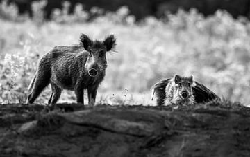 Wild boar with young by Danny Slijfer Natuurfotografie