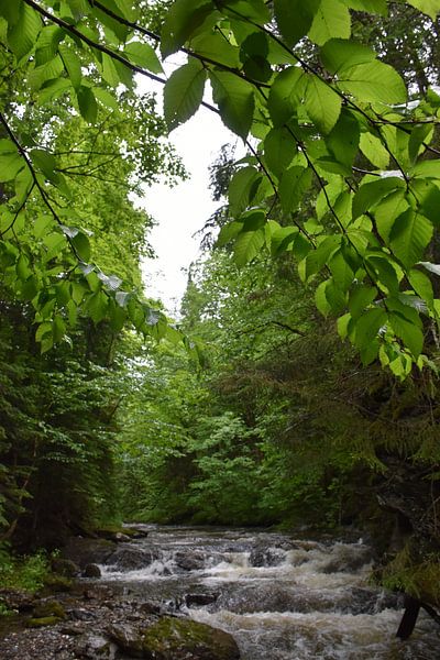 The river in summer by Claude Laprise