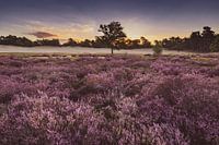 Zonsopgang Loonse en Drunense Duinen