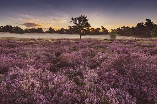 Sunrise Loonse und Drunense Dunes