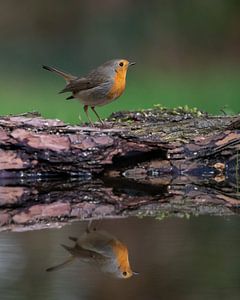 Robin