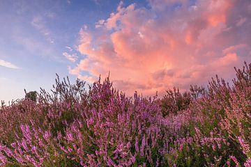 Heather Blossom by Dieter Rabenstein