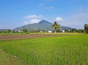 The heilige berg Arunachala in Tamil Nadu India van Eye on You thumbnail