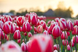 Tulips in Julianadorp