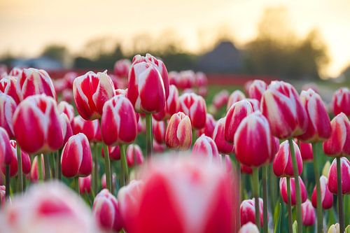Tulpen in Julianadorp