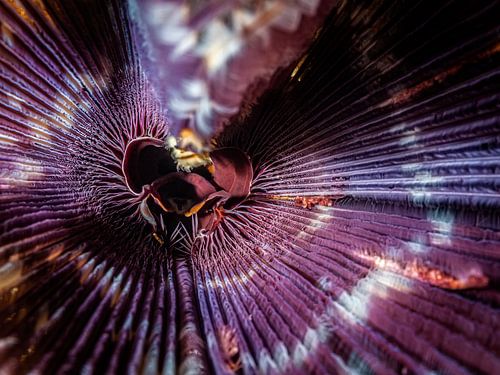 In den Mund des Wahnsinns von Enak Cortebeeck