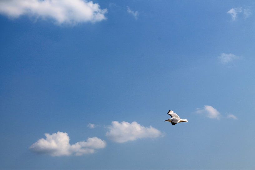 Seagull in the blue sky by Yria Meijer