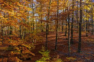 Bäume im Herbst im Nationalpark Jasmund auf der Insel Rügen