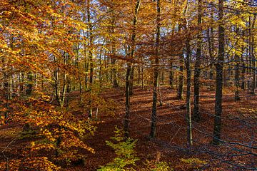 Trees in autumn in Jasmund National Park on the island of Rügen by Rico Ködder