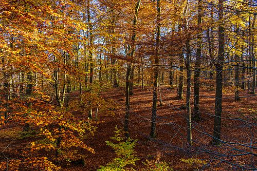 Bomen in de herfst in Nationaal Park Jasmund op het eiland Rügen