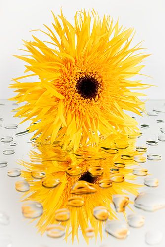 Gele zonnige Gerbera