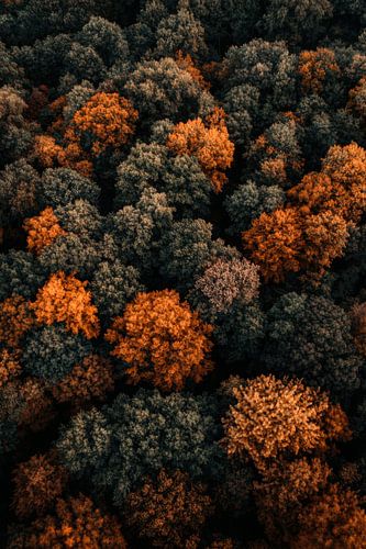 Cimes des arbres en automne