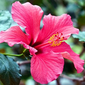 Kleurrijke hibiscusbloem van Silva Wischeropp
