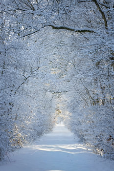 Tunnel van sneeuw-De Pannehoef,Brabant