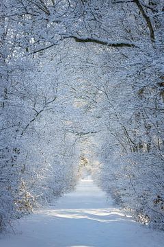 Tunnel of snow-De Pannehoef,Brabant