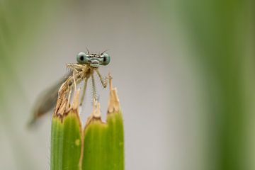 Hallo von Hans-Peter Nouwen