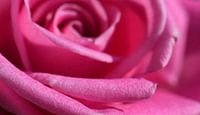 Roze roos van Tashina van Zwam thumbnail