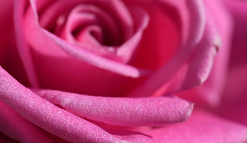 Roze roos par Tashina van Zwam