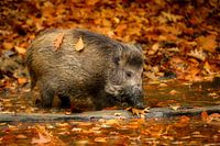 wild boar