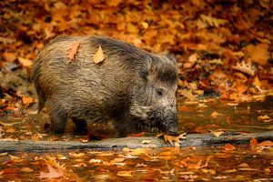 Wildschwein