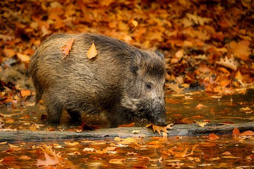 wild boar
