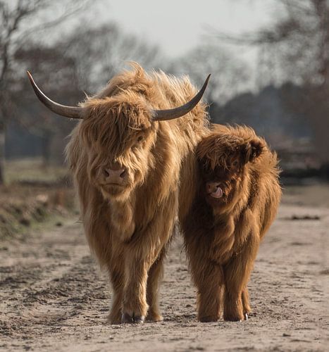 Schotse Hooglander met kalf