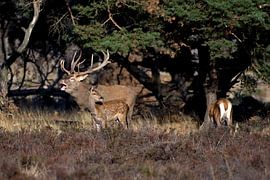 Rothirsch von Merijn Loch