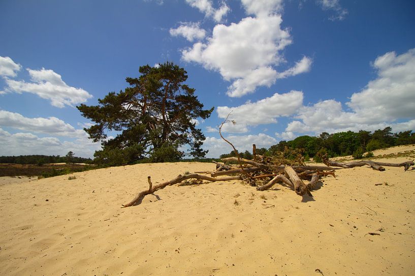 Boom in de zand duinen van de Loonse en Drunense duinen van Marco Leeggangers