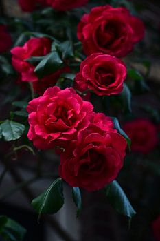 Bouquet de roses rouges en fleur