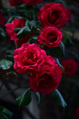 Tros Rode Rozen in Bloei