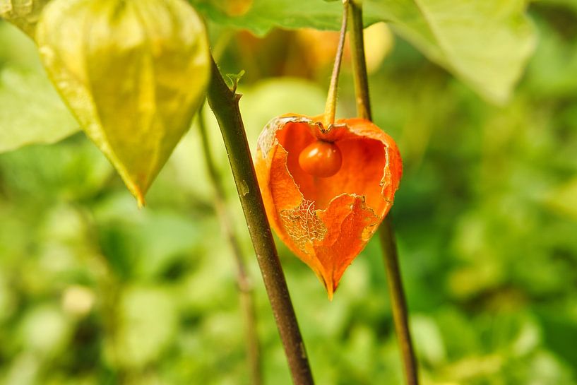 Physalis plants with fruits by Martin Köbsch